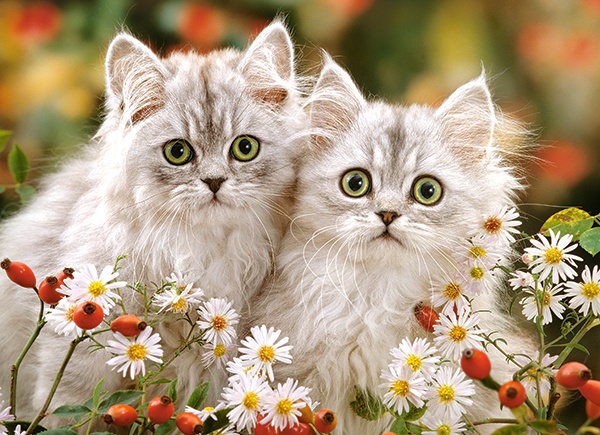 Пазл Castorland 200 Persian Kittens (B-222131)