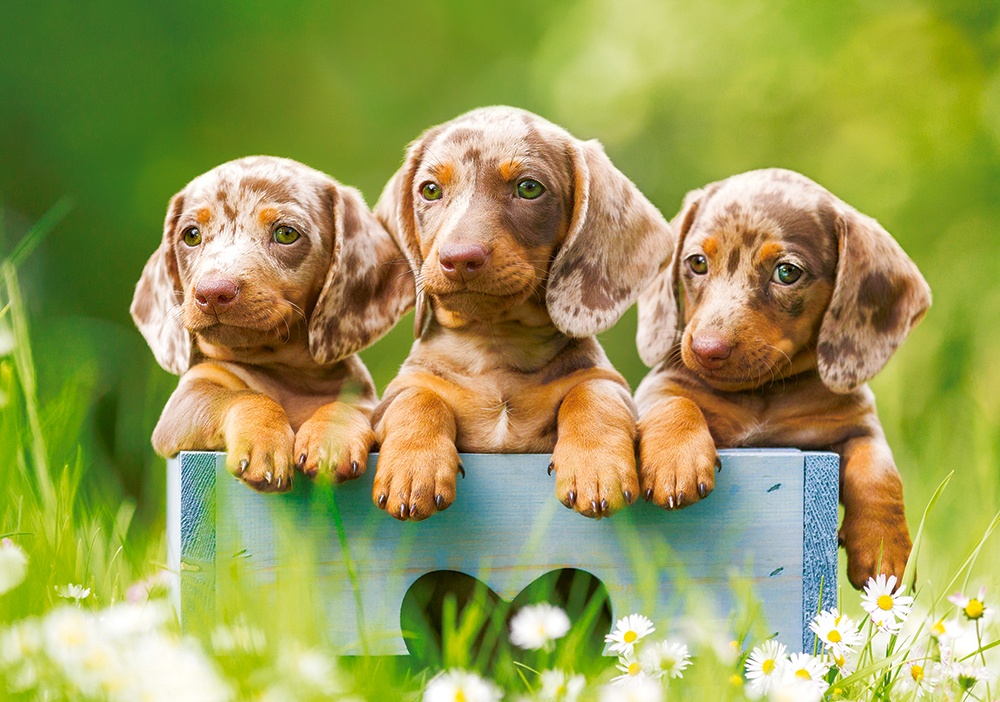 Puzzle Castorland 500 Cute Dachshunds (В-53605)
