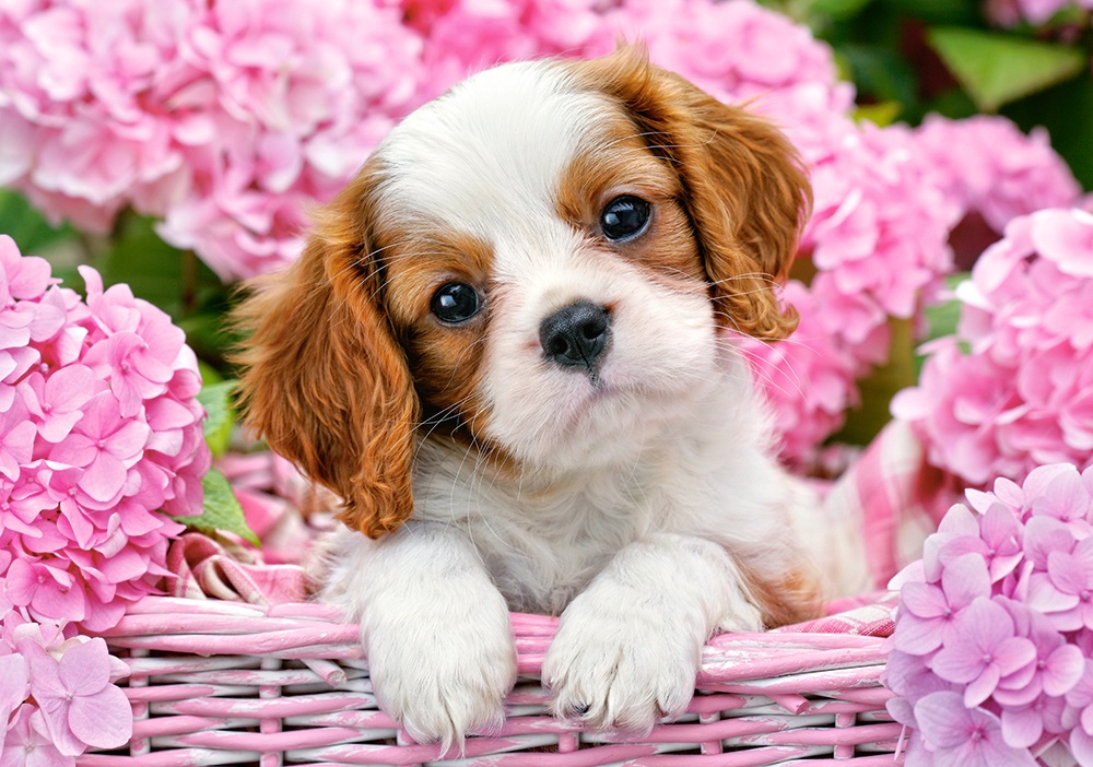 Пазл Castorland 500 Pup in Pink Flowers (B-52233)