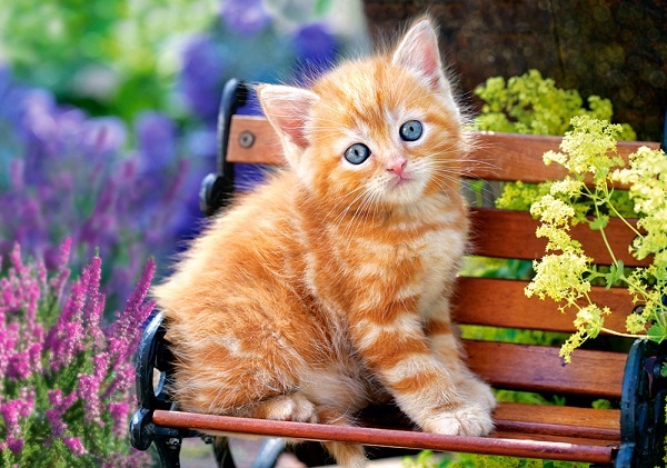 Пазл Castorland 500 Ginger Kitten (B-52240)