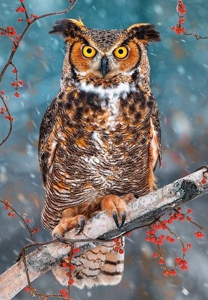 Пазл Castorland 500 Great Horned Owl (В-52387)