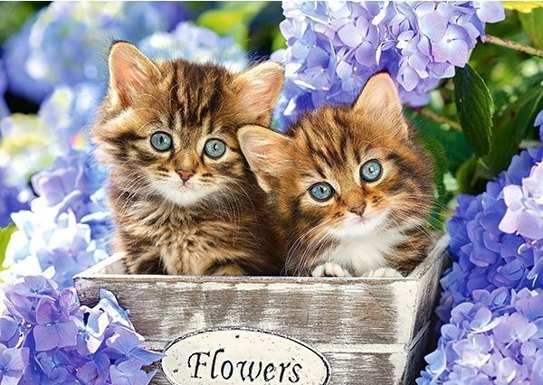 Пазл Castorland 60 Midi Cute Kittens (B-066087)