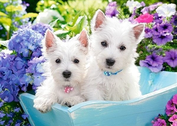 Puzzle Castorland 60 Midi Westie Puppies (B-066100)