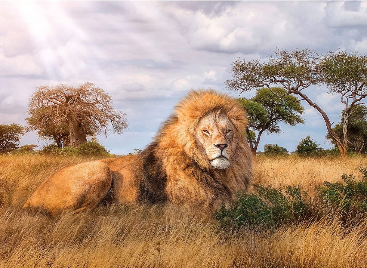 Пазл Clementoni 1000 Lion King (39479)