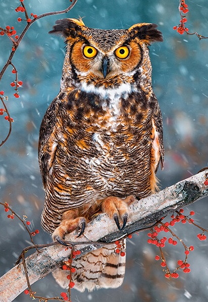 Puzzle Castorland 500 Great Horned Owl (B-52387)
