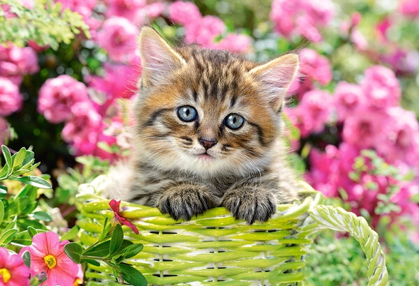 Пазл Castorland 500 Kitten In Flower Garden (B-52974)