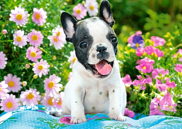 Пазл Castorland 70 Midi French Bulldog Puppy (B-070152)