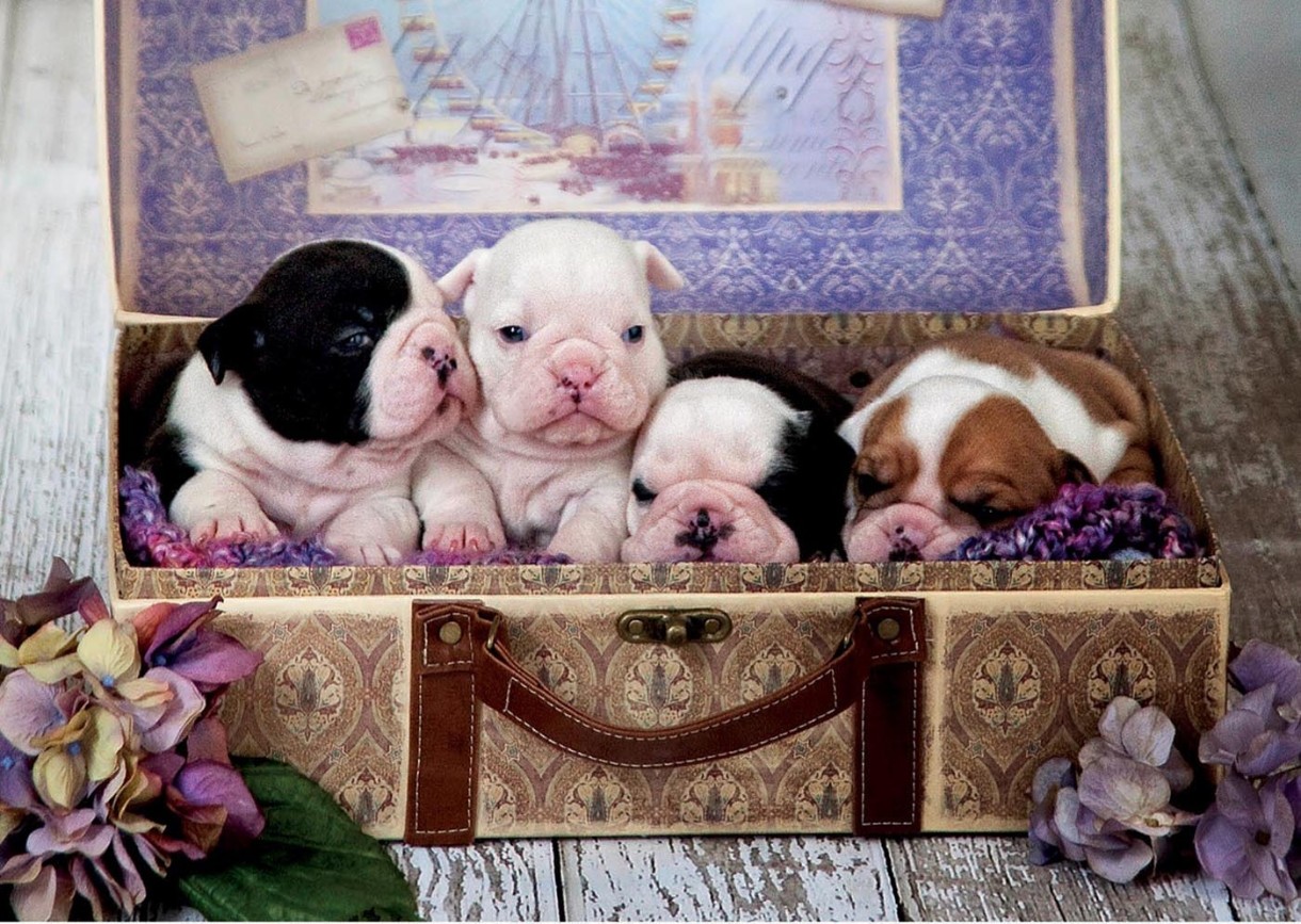 Puzzle Educa 500 Puppies (19007)