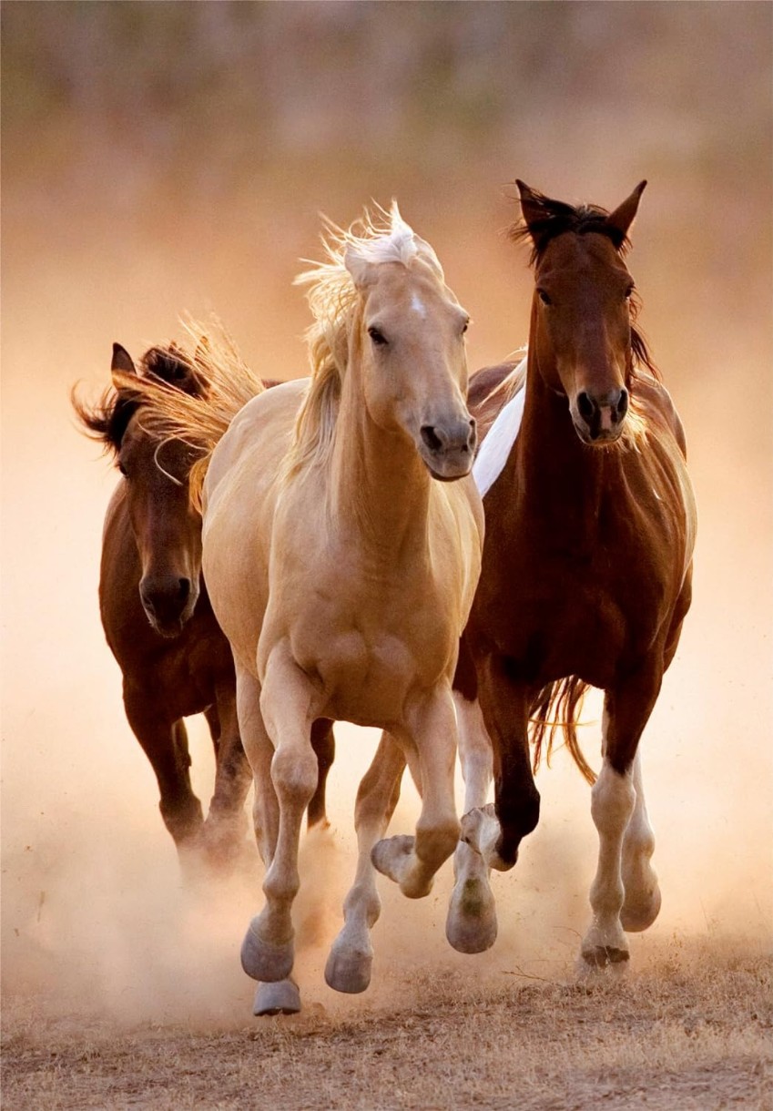 Пазл Clementoni 1000 Running Horses (39771)