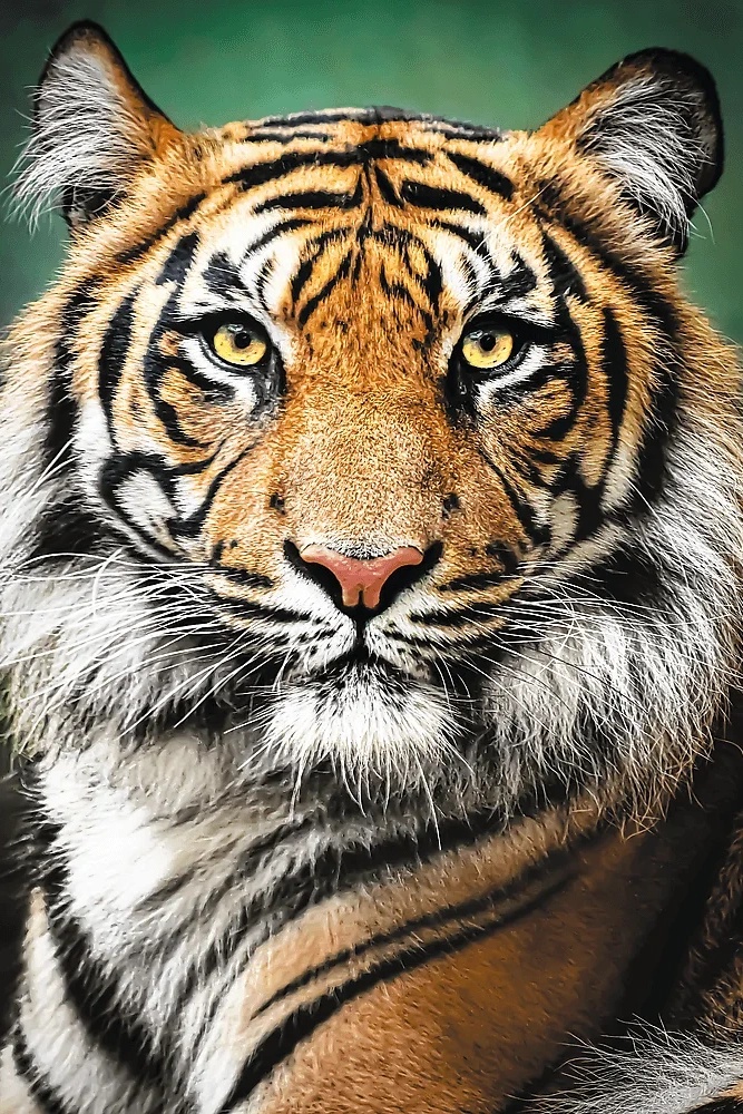 Пазл Trefl 1500 Tiger (26204)
