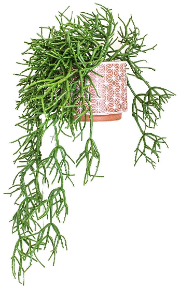 Декоративный цветок Casa Masa Cactus Vasc 50cm (8923840200)
