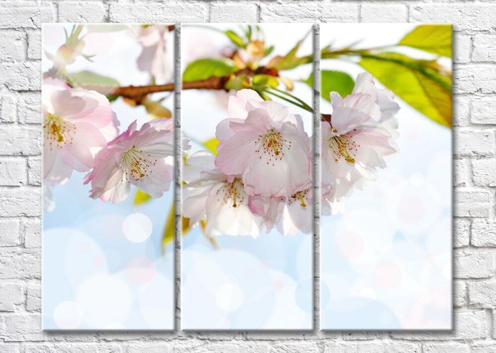 Картина Magic Color Cherry blossom branch on a Sky background (500214)