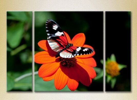 Картина Magic Color Triptych Butterfly on a Flower (2698967)