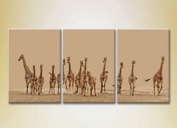 Картина Magic Color Triptych Herd of Giraffes 01 (2699007)