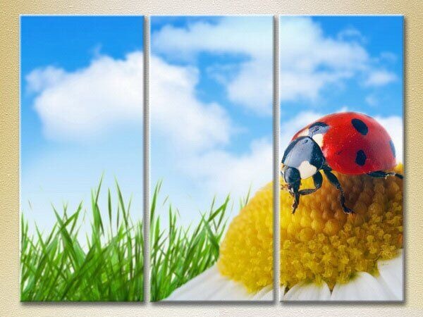 Картина Magic Color Triptych Ladybug on a camomile (2698966)