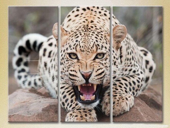 Pictură Magic Color Triptych Leopard (2698994)