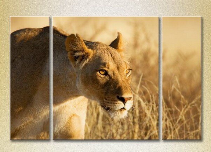 Картина Magic Color Triptych Lioness 02 (2698988)