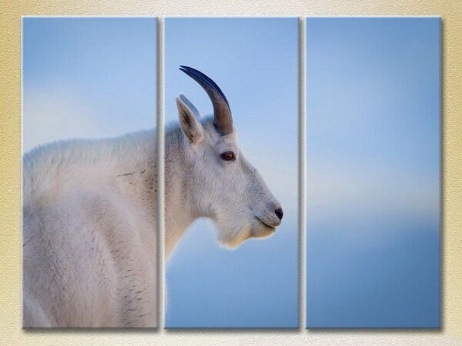 Картина Magic Color Triptych Mountain Goat, philosopher (2698977)