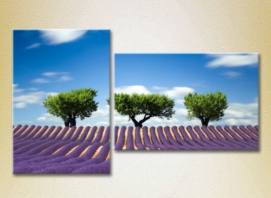 Картина ArtPoster Three trees in a lavender field (2164477)
