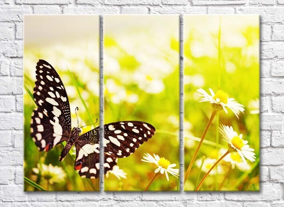 Pictură Rainbow Black butterfly on the background of a chamomile field (500832)