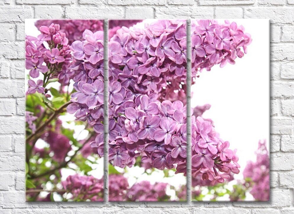 Картина Rainbow Blooming lilac bush on a White background (500816)