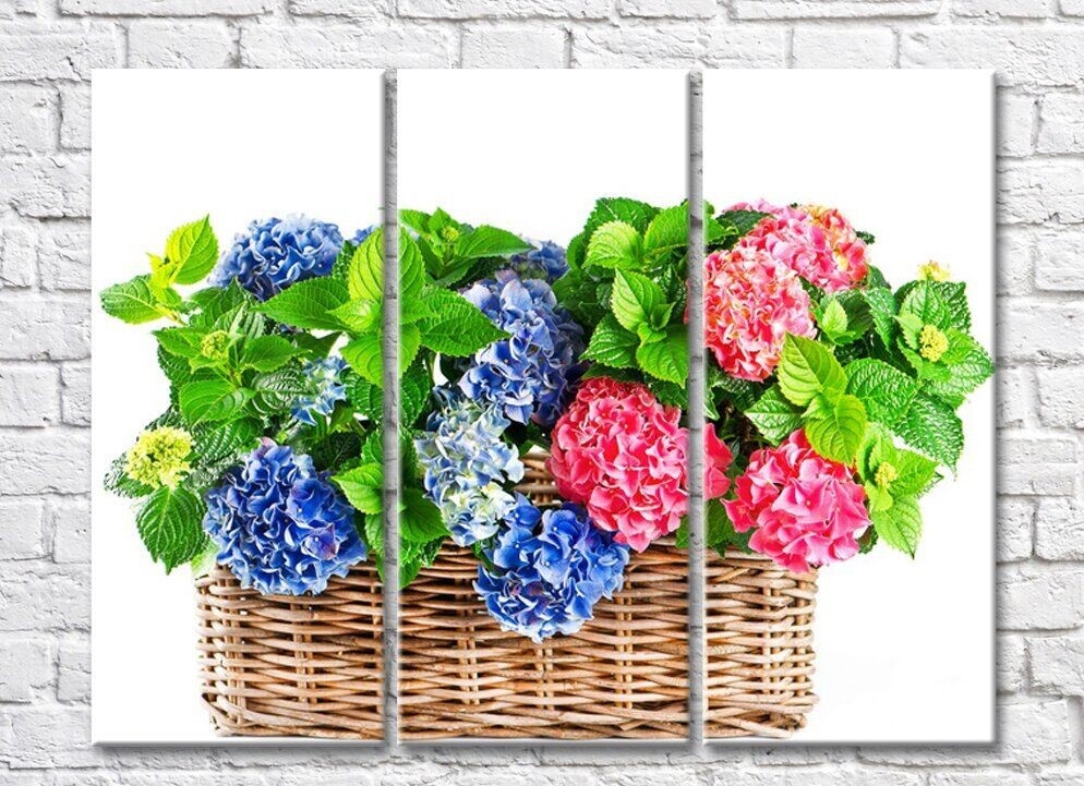 Картина Rainbow Blue and Pink hydrangea flowers in a basket (500830)