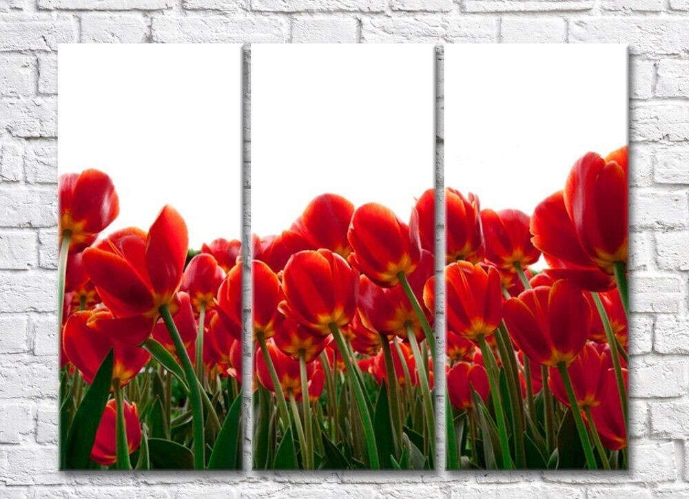 Картина Rainbow Bottom view of red tulip field (500338)