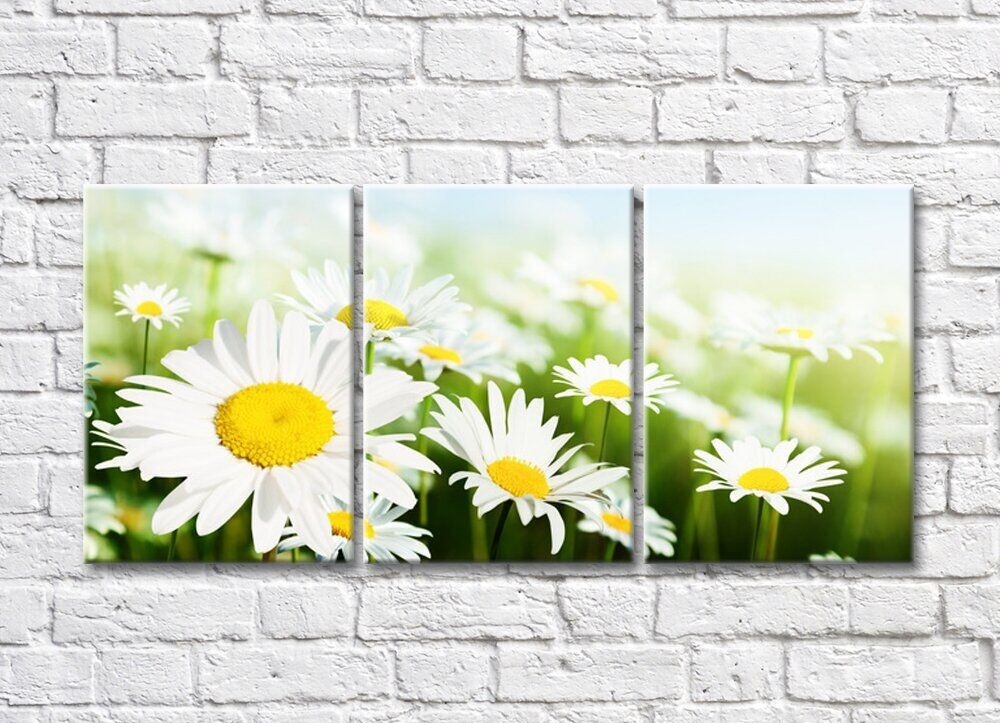 Картина Rainbow Bright daisies against a flower field (500842)