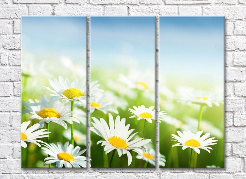 Картина Rainbow Bright daisies on a Sky background (500841)