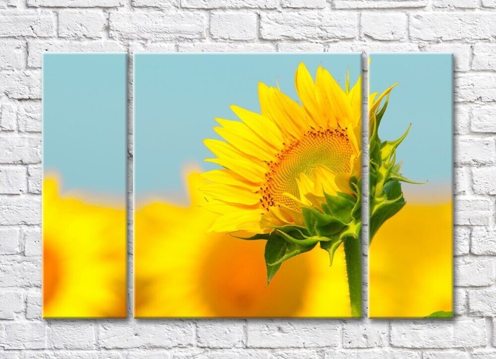 Картина Rainbow Bright sunflower on a Yellow/Blue background (500843)