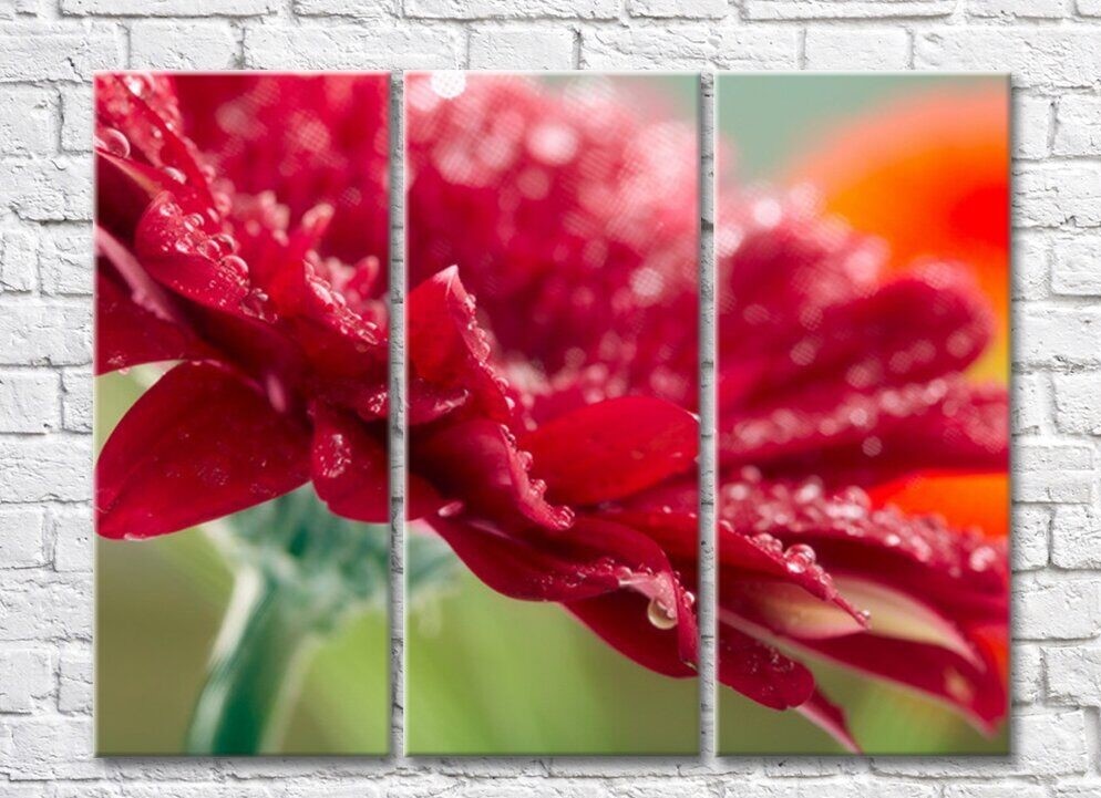 Картина Rainbow Burgundy gerbera petals with dew drops (500427)