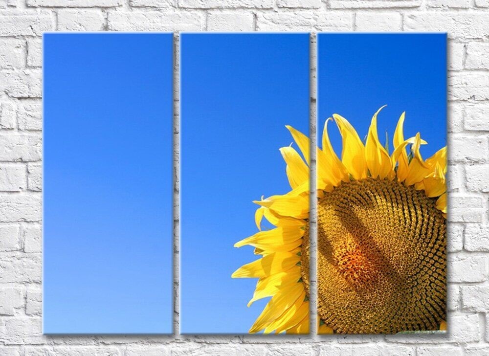 Картина Rainbow Close up flower of a sunflower on a blue background (500415)