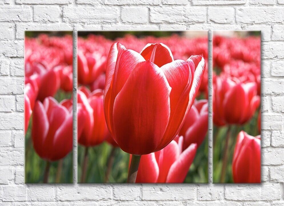 Картина Rainbow Close up of a tulip flower on a red background of a flower field (500421)
