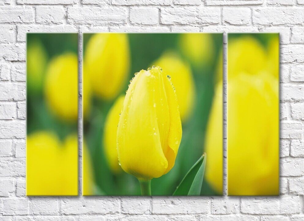 Картина Rainbow Close-up flower of a yellow tulip against a background of a flower field (500407)