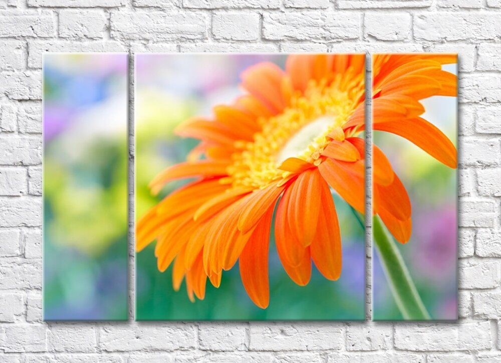 Pictură Rainbow Close-up of an orange gerbera flower on a green background (500412)