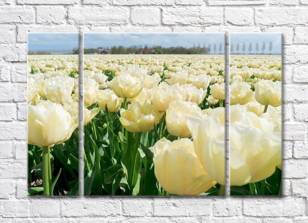 Картина Rainbow Cream Tulip Field (500526)