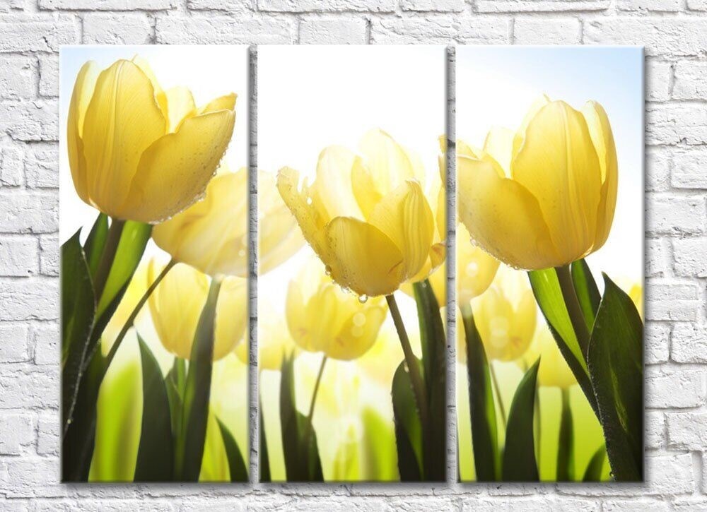 Картина Rainbow Delicate flowers of yellow tulips (500462)