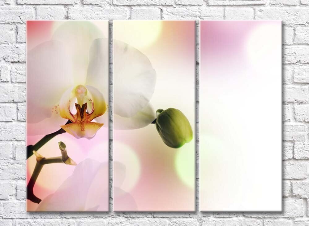 Картина Rainbow Delicate orchid flower with a bud on a light background (500466)