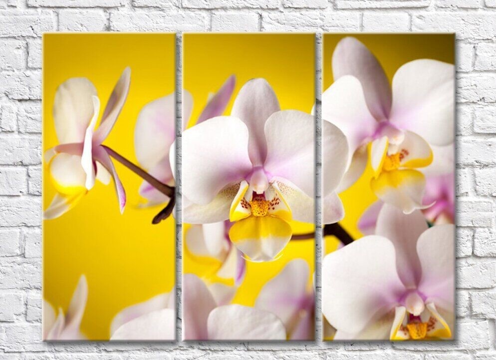 Картина Rainbow Delicate pink orchids on a yellow background (500454)
