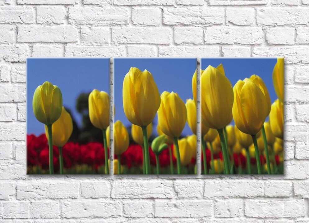 Картина Rainbow Flowerbeds with yellow and red tulips (500323)
