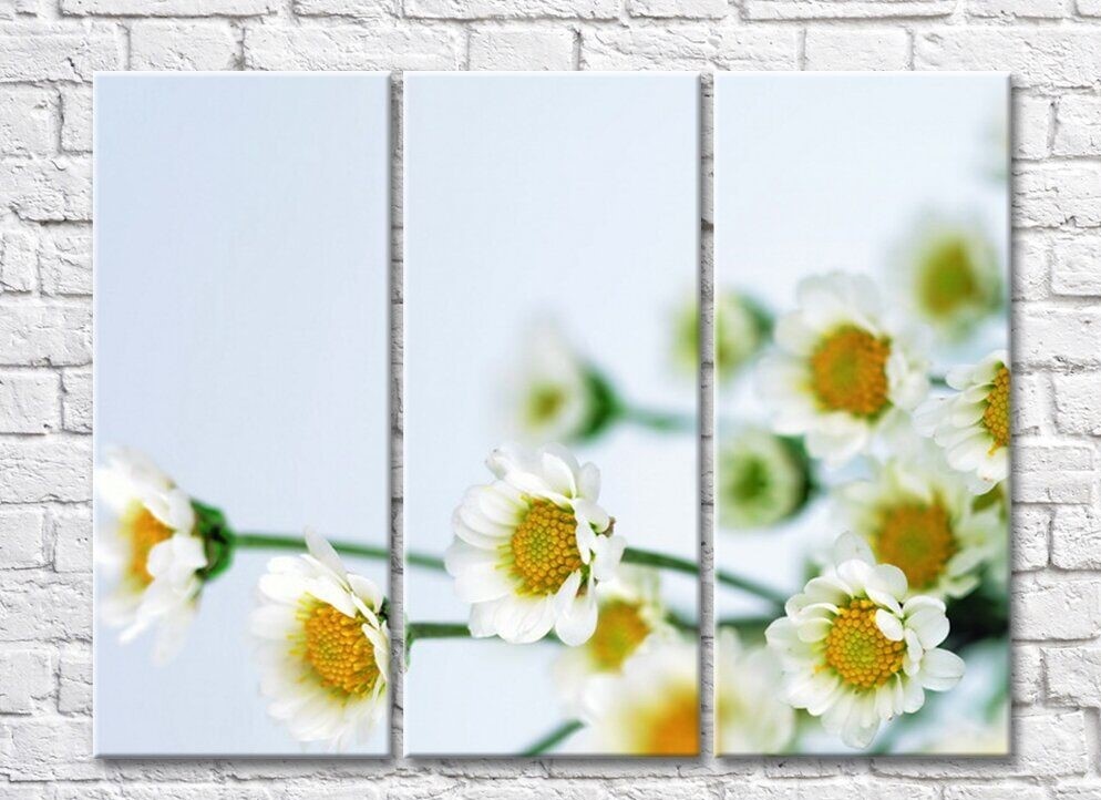 Картина Rainbow Flowers and buds of daisies on a light background (500820)