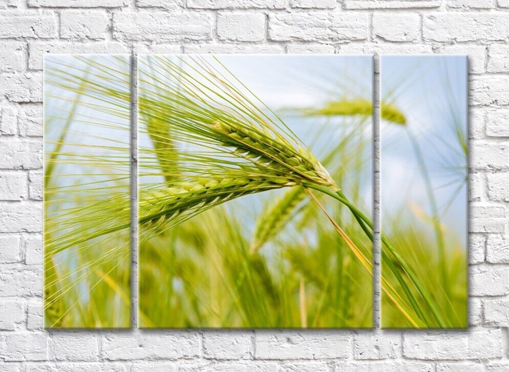 Pictură Rainbow Green ears of wheat (500312)
