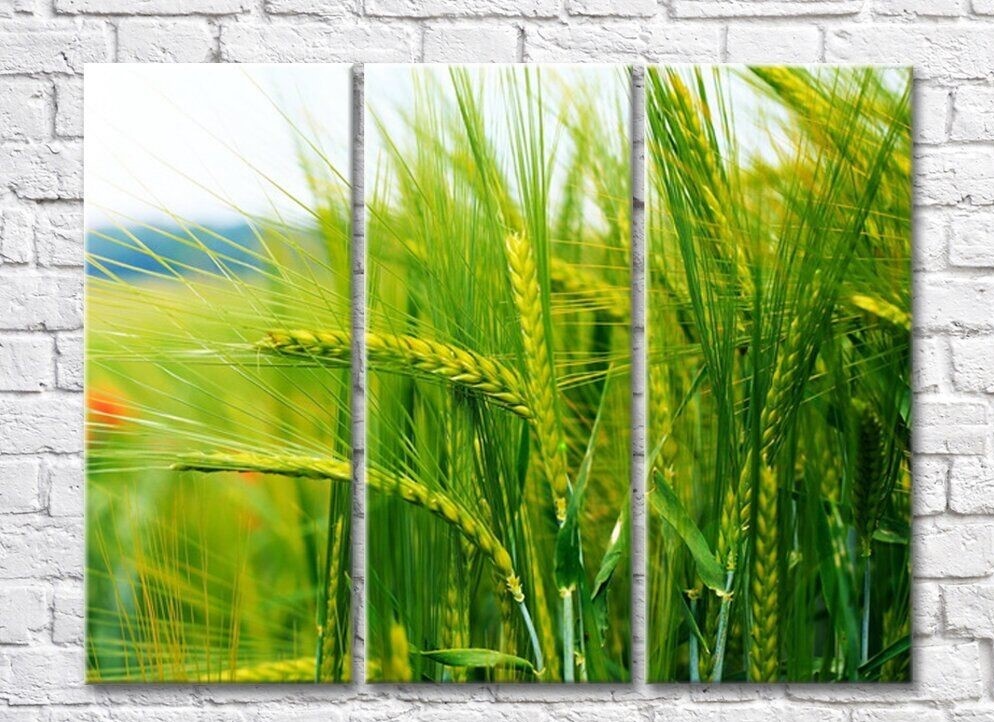 Pictură Rainbow Green ears of wheat in the background (500310)