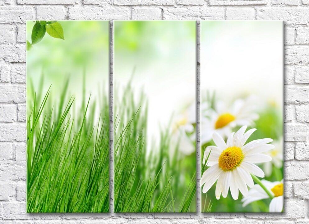 Pictură Rainbow Green grass and chamomile (500307)