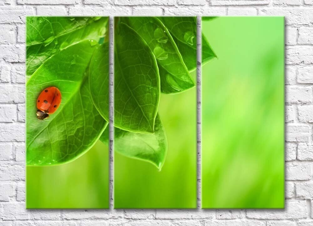 Картина Rainbow Green plant leaves and ladybug (500314)
