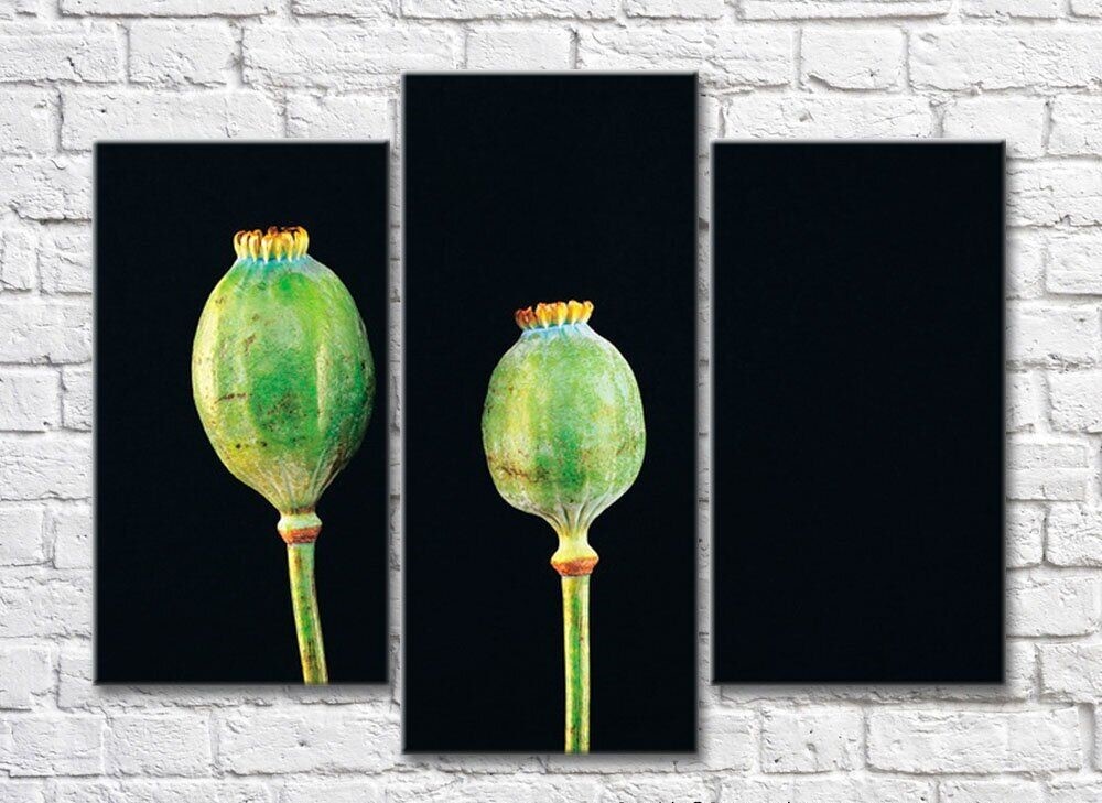 Pictură Rainbow Green poppy pods on black background (500316)