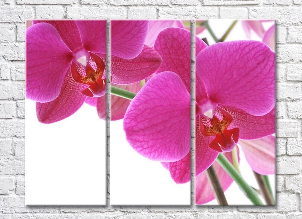 Картина Rainbow Huge purple orchid flowers (500471)