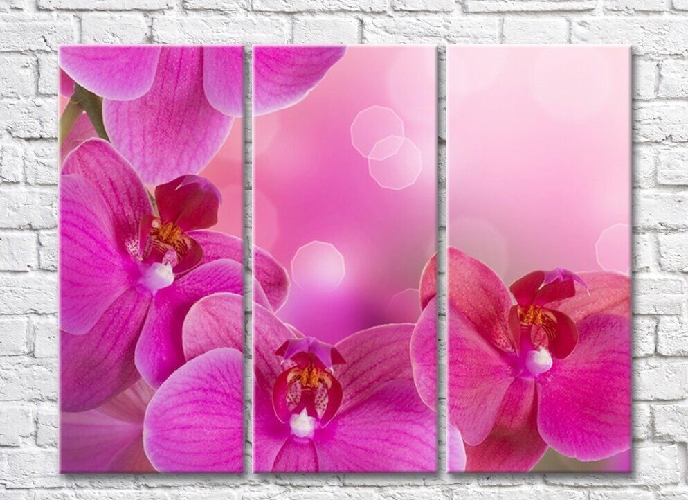Картина Rainbow Huge purple orchid flowers on a pink background (500473)