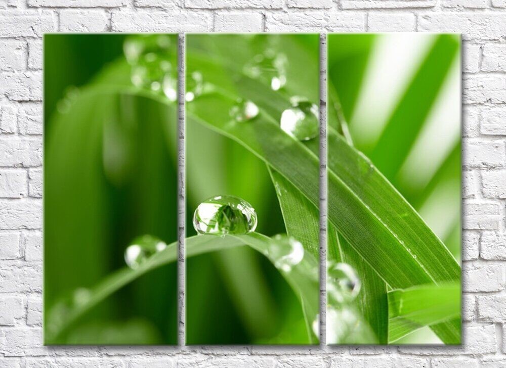 Картина Rainbow Large drops of dew on green grass (500371)