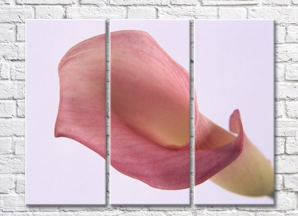 Картина Rainbow Large flower of lilac calla lily (500411)